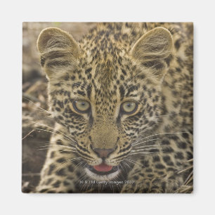 Close up of Leopard, Greater Kruger National 2 Magnet