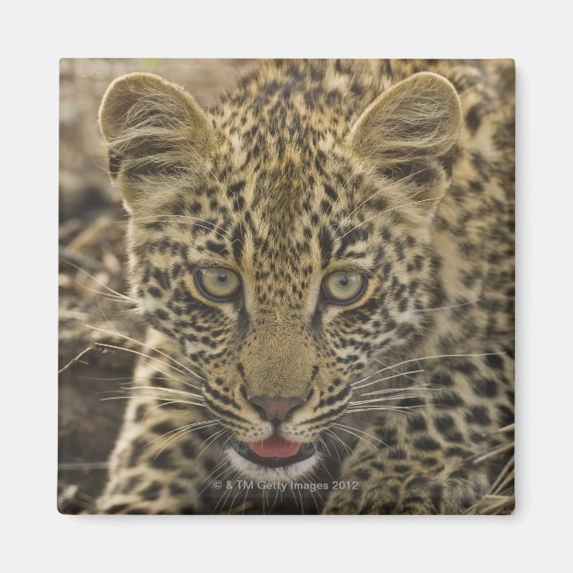 Close up of Leopard, Greater Kruger National 2 Magnet (Front)