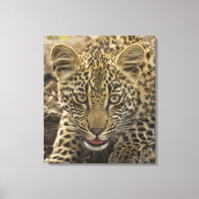 Close up of Leopard, Greater Kruger National Canvas Print (Front)