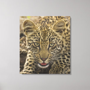 Close up of Leopard, Greater Kruger National Canvas Print