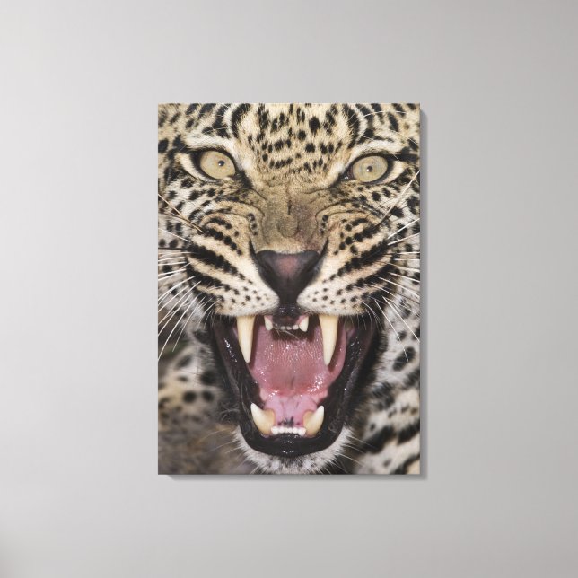 Close up of leopard growling canvas print (Front)