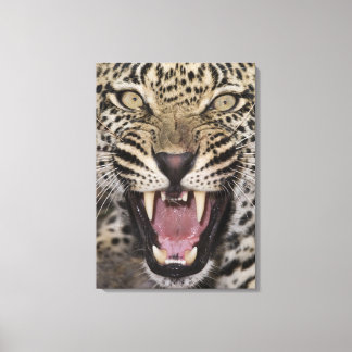 Close up of leopard growling canvas print