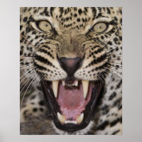 Close up of leopard growling