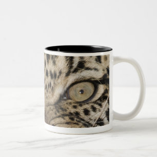 Close up of leopard growling Two-Tone coffee mug