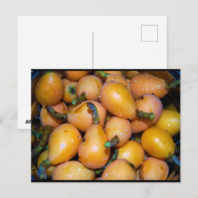 Close up of Loquat Fruit Postcard (Front/Back)