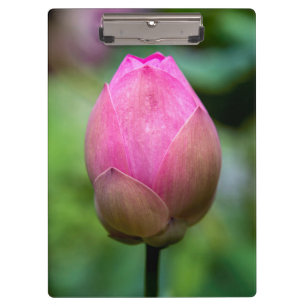 Close-up of lotus flower bud, Bali Clipboard