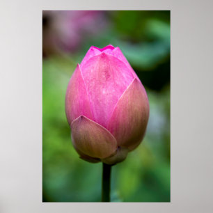 Close-up of lotus flower bud, Bali Poster