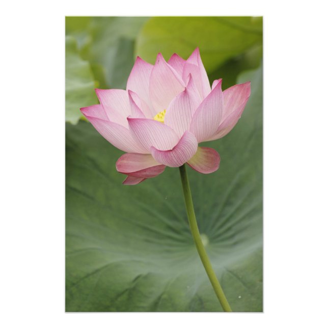 Close up of Lotus flower, Nelumbo nucifera), Photo Print (Front)