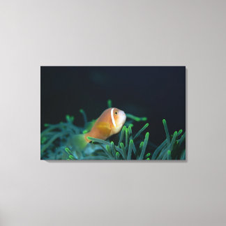 Close up of Maldives anemone fish, Maldives Canvas Print