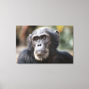 Close-up of male Chimpanzee Canvas Print