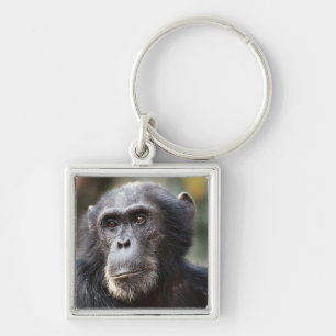 Close-up of male Chimpanzee Key Ring