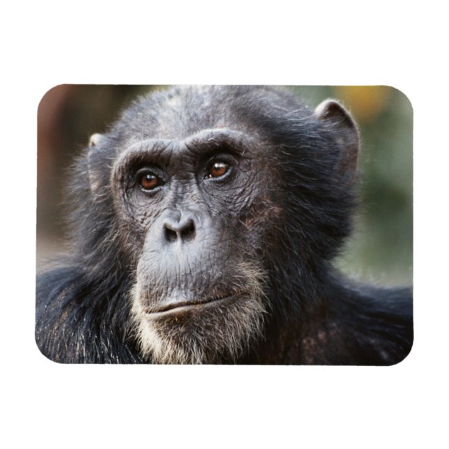 Close-up of male Chimpanzee Magnet (Horizontal)
