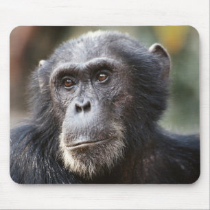 Close-up of male Chimpanzee Mouse Pad