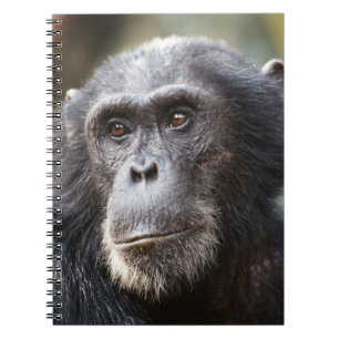 Close-up of male Chimpanzee Spiral Notebook