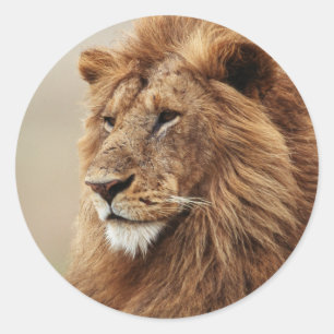 Close-up of male Lion Classic Round Sticker