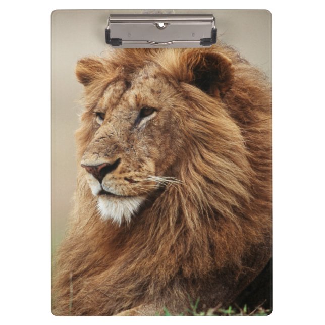 Close-up of male Lion Clipboard (Front)