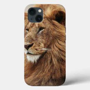 Close-up of male Lion iPhone 13 Case