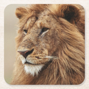 Close-up of male Lion Square Paper Coaster