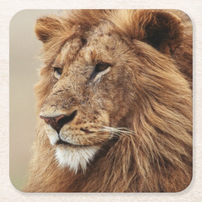 Close-up of male Lion Square Paper Coaster (Front)