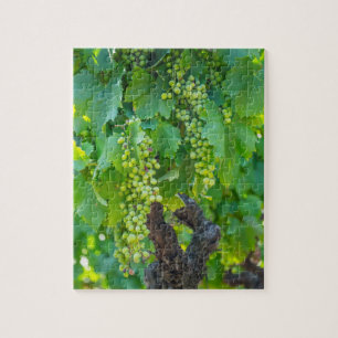 Close Up Of Maturing Grapes Jigsaw Puzzle