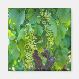 Close Up Of Maturing Grapes Magnet