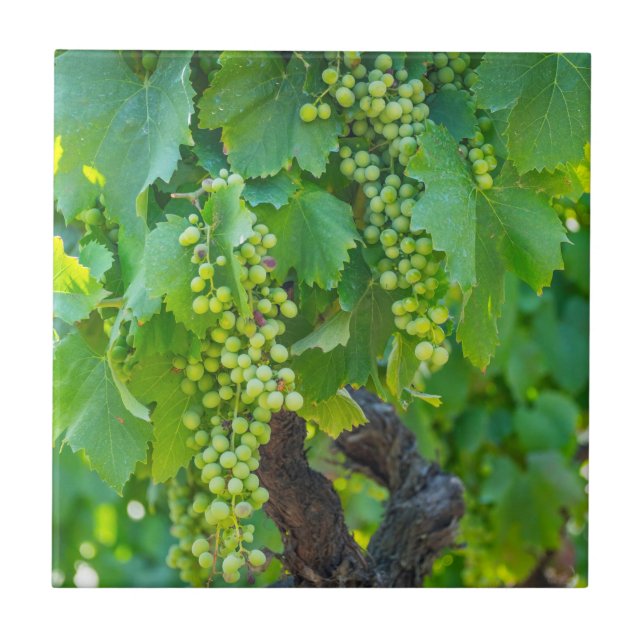 Close Up Of Maturing Grapes Tile (Front)