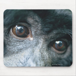 Close-up of monkey mouse pad