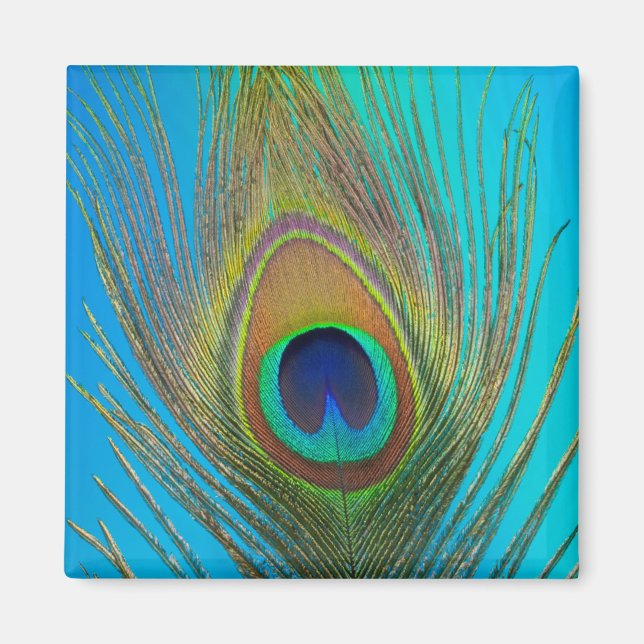 Close up of peacock feather magnet (Front)