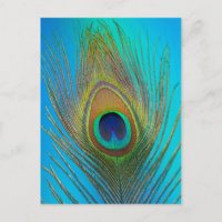 Close up of peacock feather