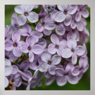 Close Up Of Persian Lilac Blossom Poster