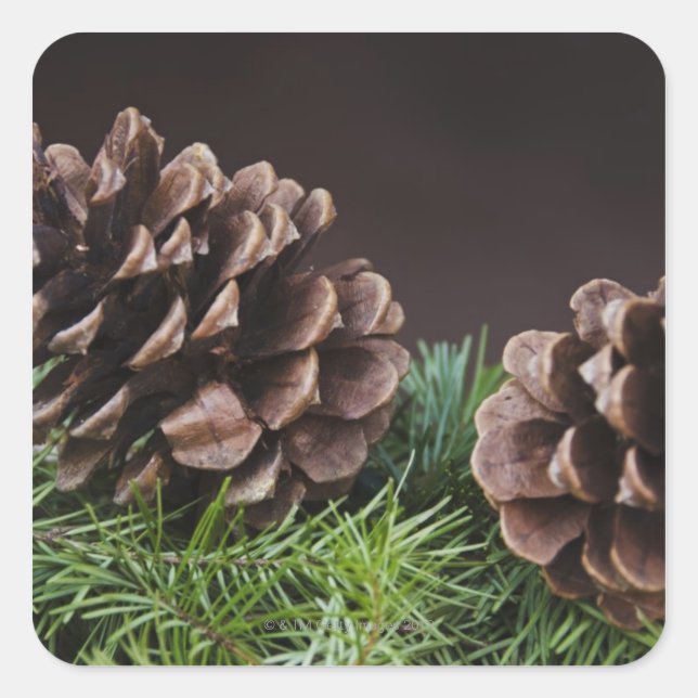 Close-up of pine cone square sticker (Front)