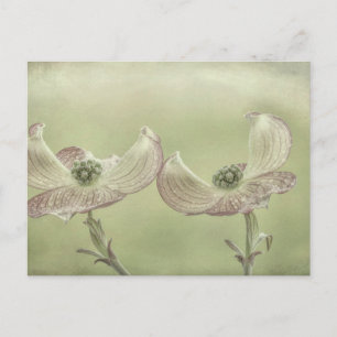 Close-up of Pink Dogwood Blossoms   Seabeck, WA Postcard