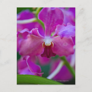 Close-up of pink orchids postcard