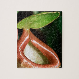 Close-up of pitcher plant jigsaw puzzle