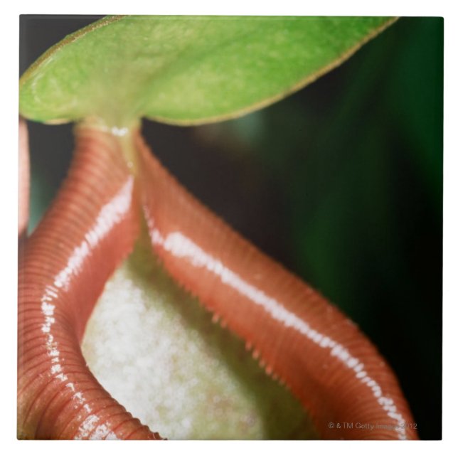Close-up of pitcher plant tile (Front)