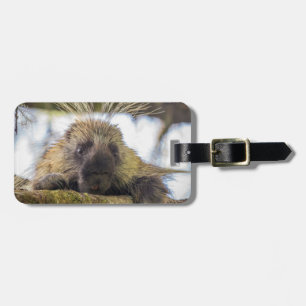 Close-up of porcupine in a tree luggage tag