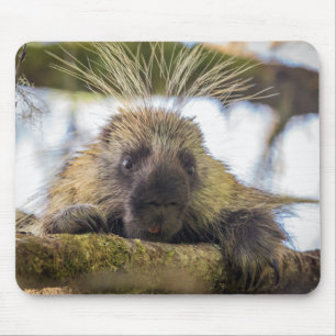 Close-up of porcupine in a tree mouse pad
