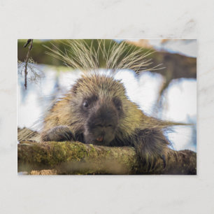 Close-up of porcupine in a tree postcard