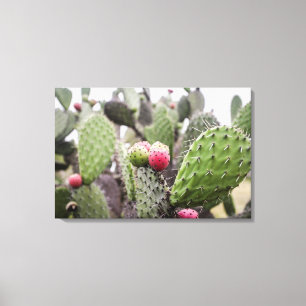 Close Up Of Prickly Pear Cactus Canvas Print