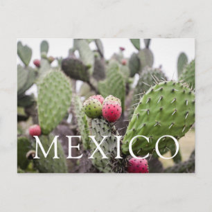 Close Up Of Prickly Pear Cactus Postcard