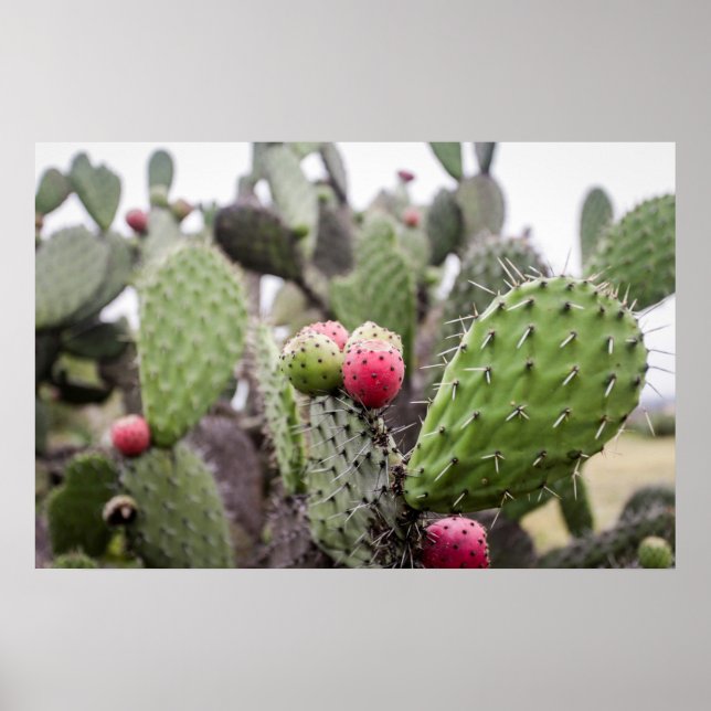 Close Up Of Prickly Pear Cactus Poster (Front)