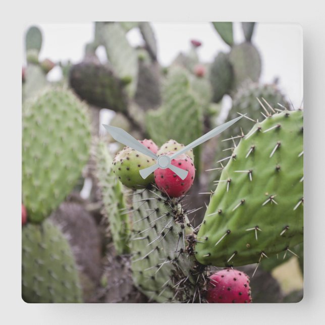 Close Up Of Prickly Pear Cactus Square Wall Clock (Front)