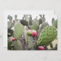Close Up Of Prickly Pear Cactus