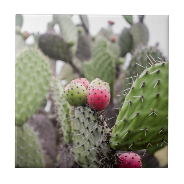 Close Up Of Prickly Pear Cactus Tile (Front)