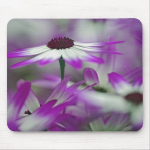 Close-up of purple flower, Keukenhof Garden, Mouse Pad