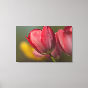 Close-up of red and yellow tulips in garden canvas print
