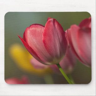 Close-up of red and yellow tulips in garden mouse pad