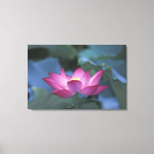 Close-up of red lotus flower and green leaves, canvas print