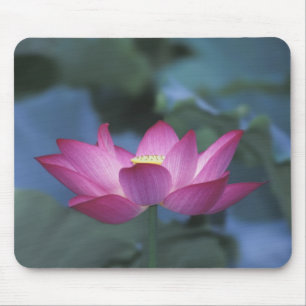 Close-up of red lotus flower and green leaves, mouse pad
