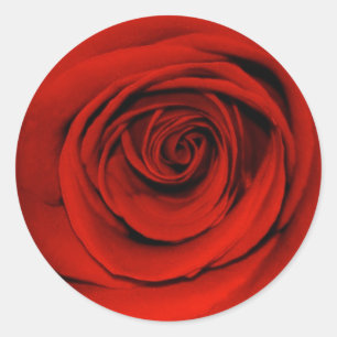Close up of red rose classic round sticker